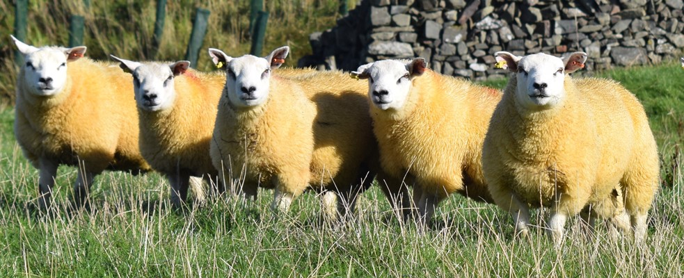 Airies tup lambs